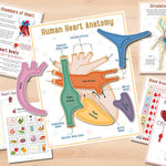 Human Anatomy Busy Book