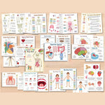 Human Anatomy Busy Book