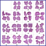 Themed Biscuit Stamp Set (4PCS)
